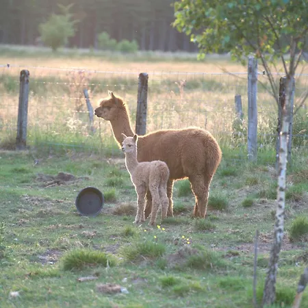 Ferdinand's *